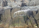 More Birds
